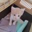 なななみなさんの猫