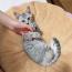 グレージュ