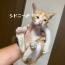 シドニー