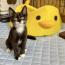 チャピちゃん