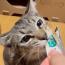 ビビ