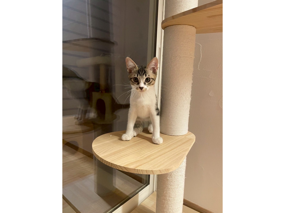 キジ白四兄妹♡甘えん坊なトシちゃん