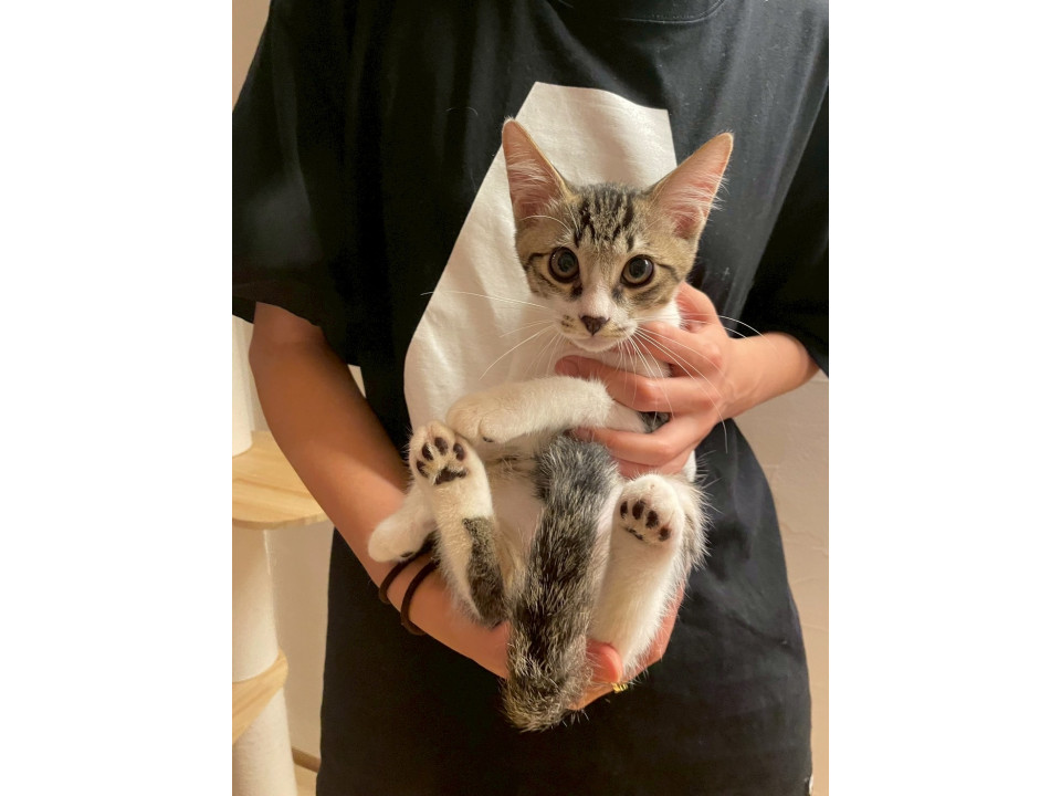 キジちゃん 26点 おまとめ 11日更新 猫]岐阜県岐阜市の里親募集 キジ白四兄妹♡トシちゃん