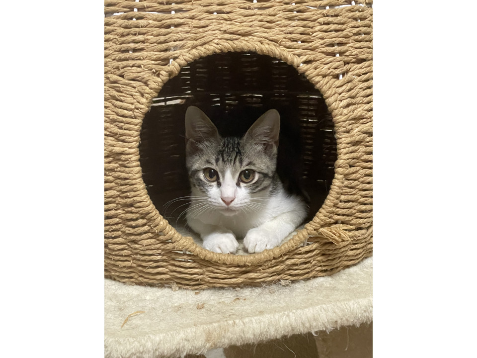 キジ白四兄妹♡セイコちゃん