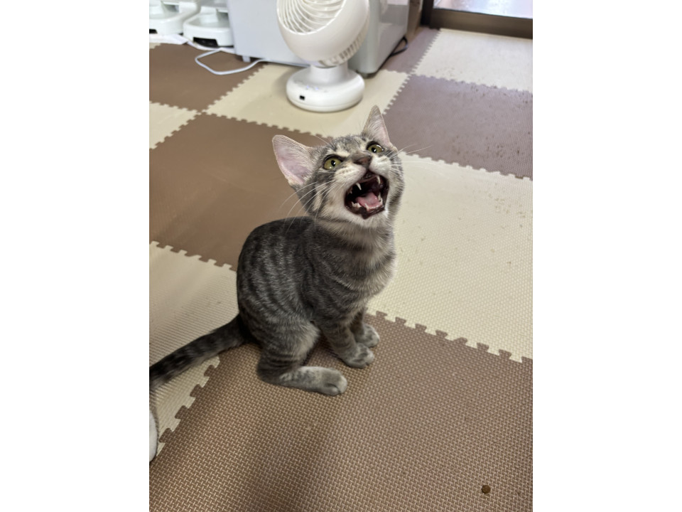 甘えたライモくん