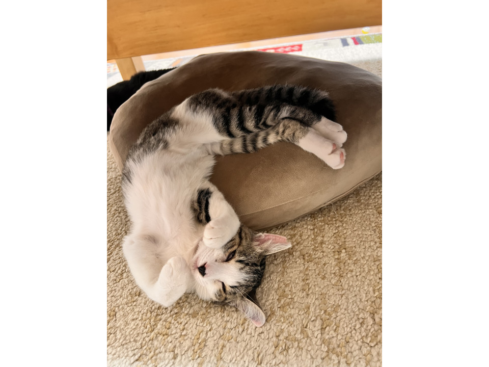 しっぽのながぁーい「花音」ちゃん※仮名カ