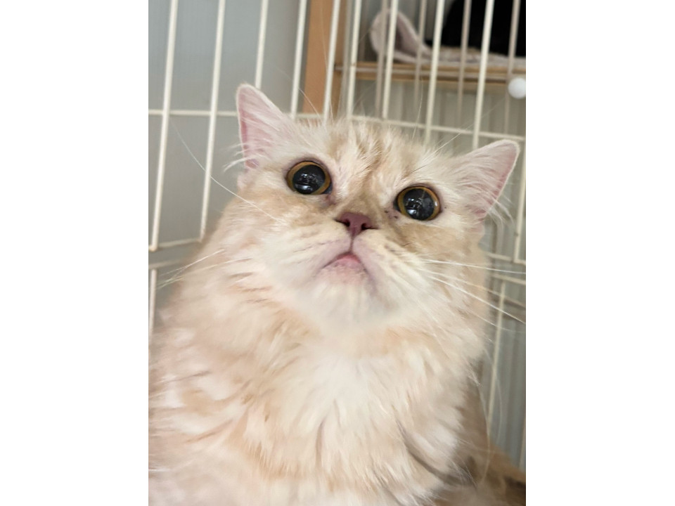 マンチカンのモナカさん