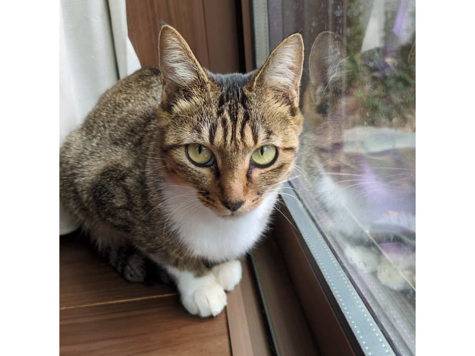甘えん坊なキジ白ちゃん