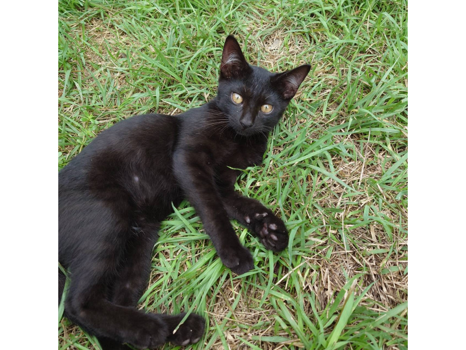 ずっとのお家探してます！