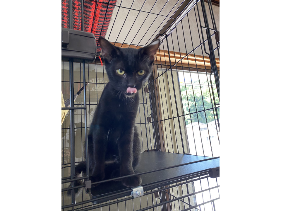 黒猫　男の子