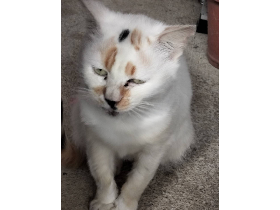 桜耳の三毛猫ちゃん