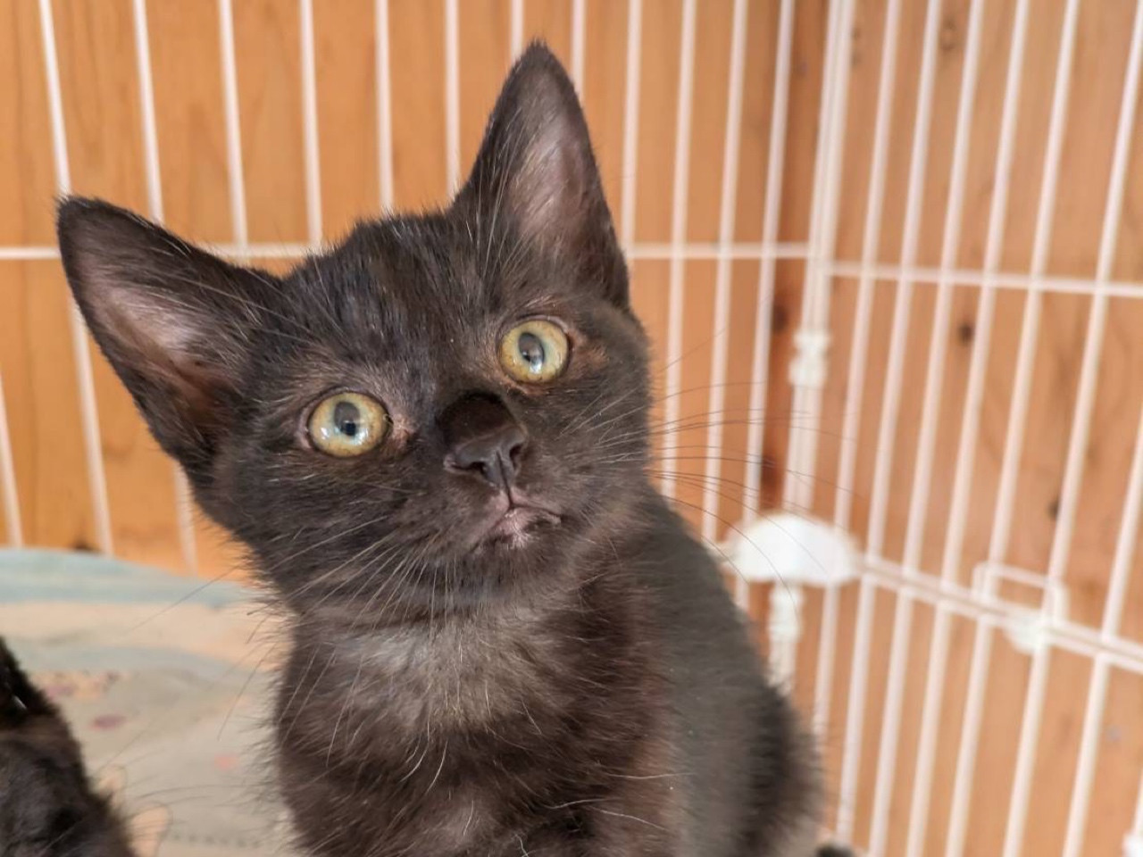 とってもかわいい 黒猫の男の子