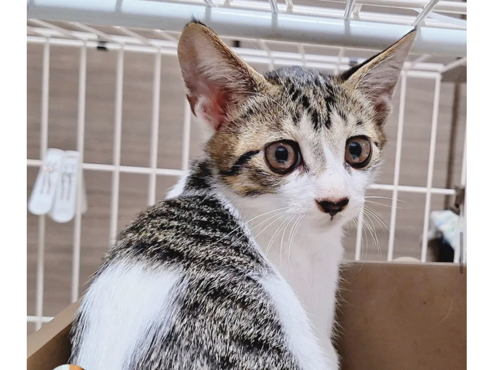 お鼻ハート❤️キジシロ子猫ほおづきくん