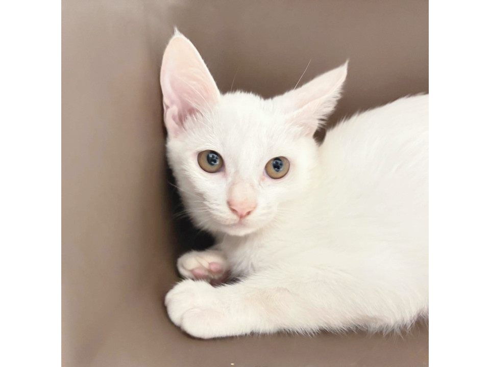 順調に人馴れ中❤️白子猫うさぎちゃん