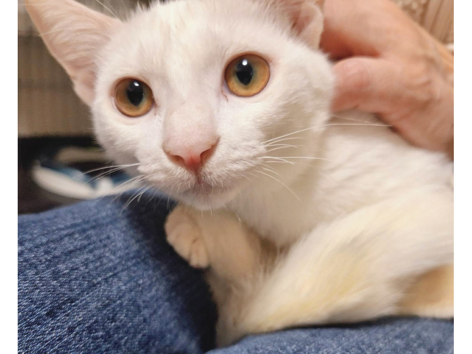 793　専用確認中です！　　子猫の写真とビーズ3個セット 793 専用確認中です！ 子猫の写真とビーズ3個セット 793 専用確認