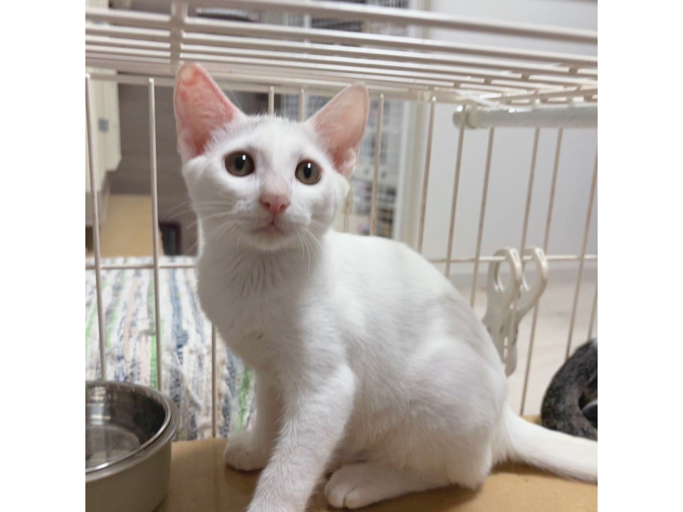 元気な男の子❤️白子猫つきみくん