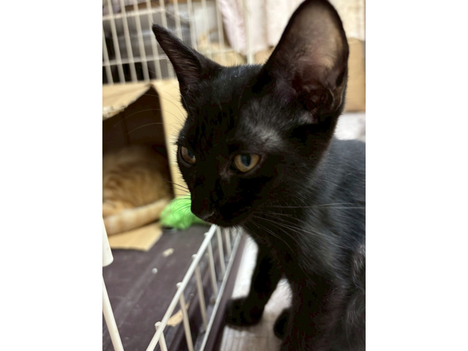 黒猫美人のメイちゃん