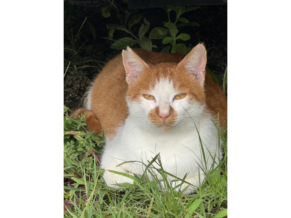 甘えん坊茶白男の子