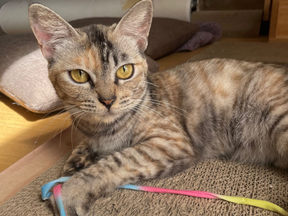 甘えっ子です 麦わらサビ猫ちゃん