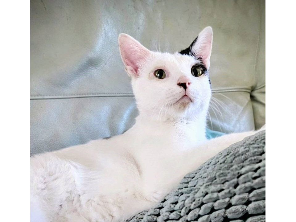 慣れ慣れの白黒男子