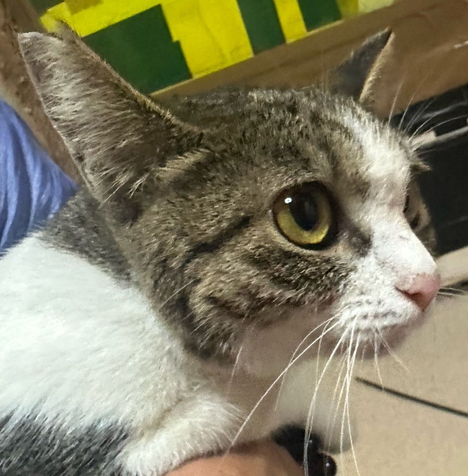 抱っこ大好き甘え上手な美猫ちゃん