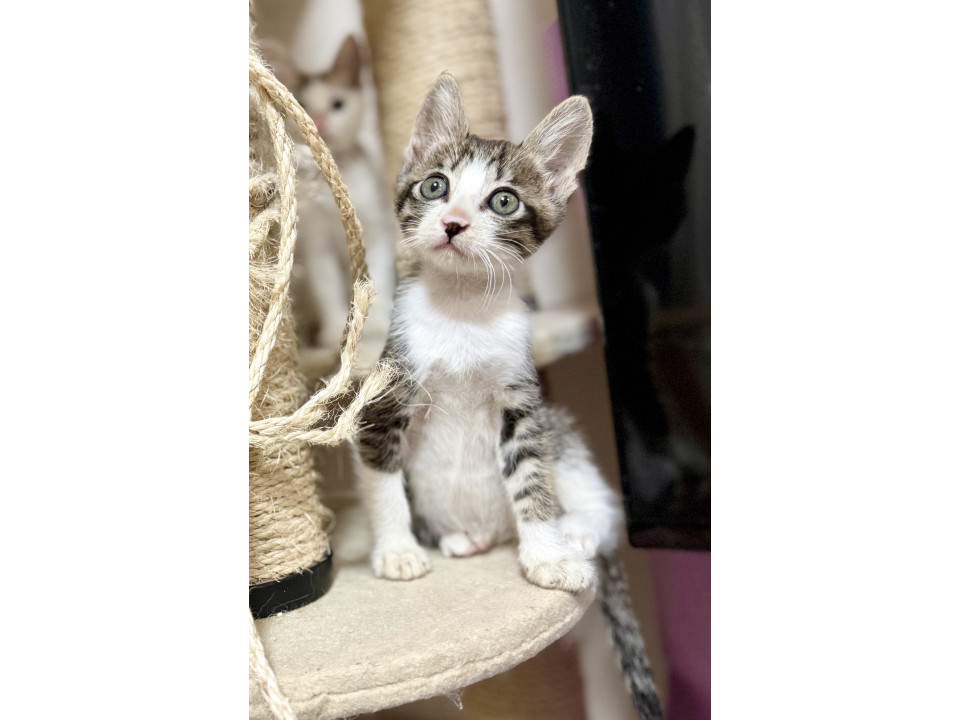 人も猫も大好き!元気いっぱい次元くん
