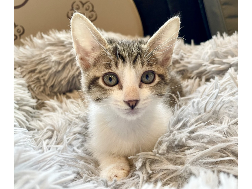 人も猫も大好き!元気いっぱい次元くん