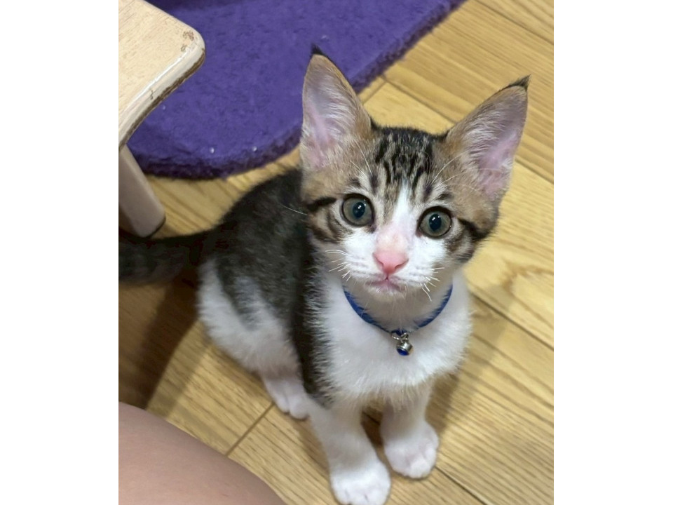 必ず1番にお膝に来る甘えん坊