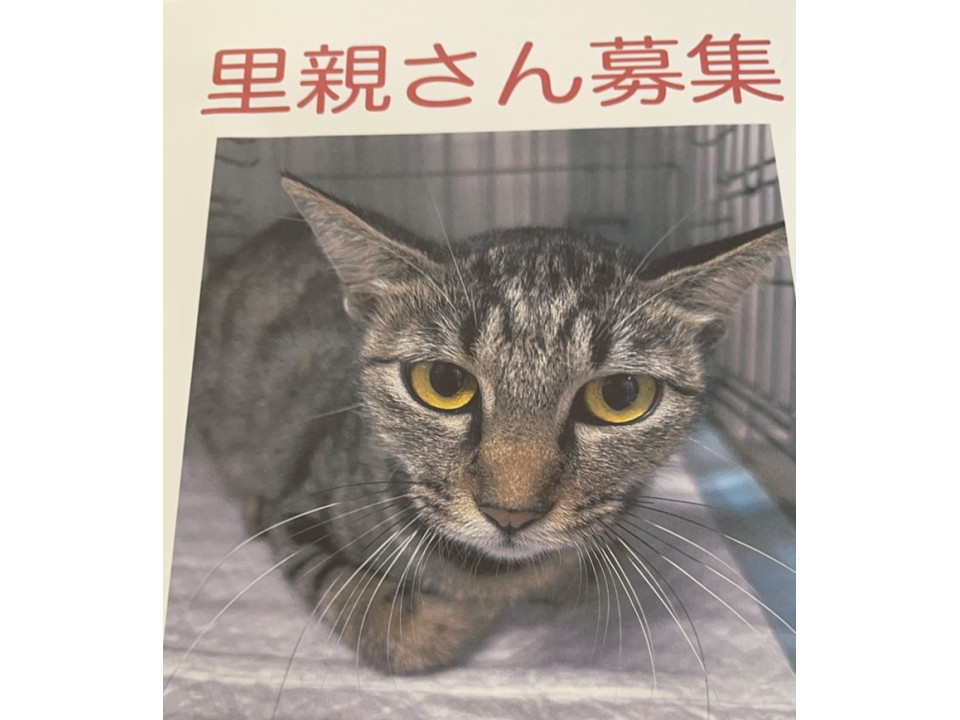 可哀想なキジ猫ちゃん
