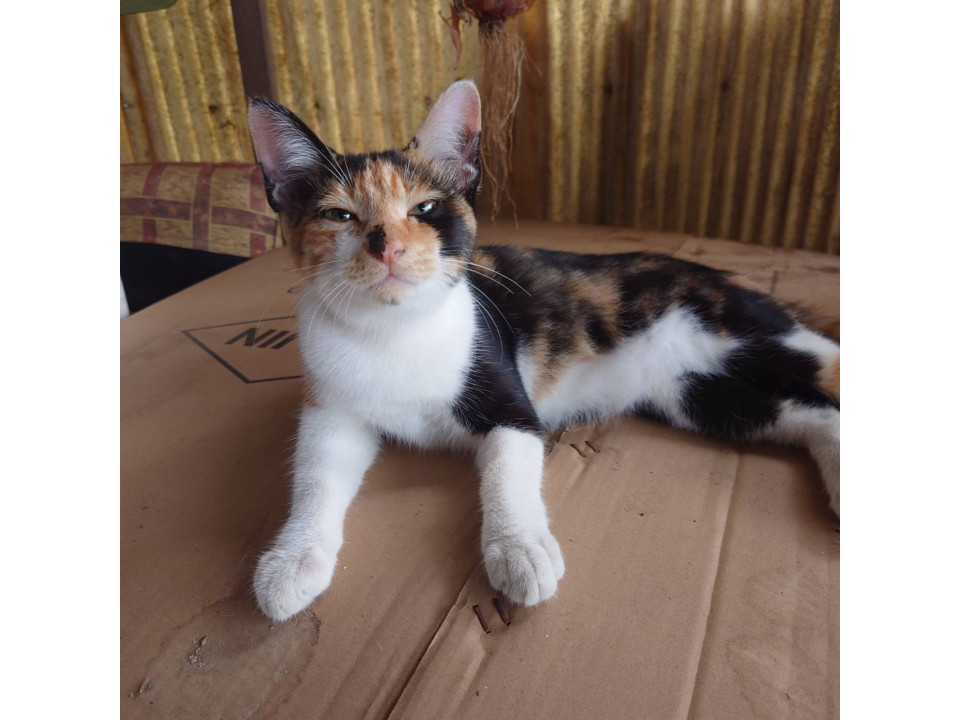 ずっとのお家探してます！