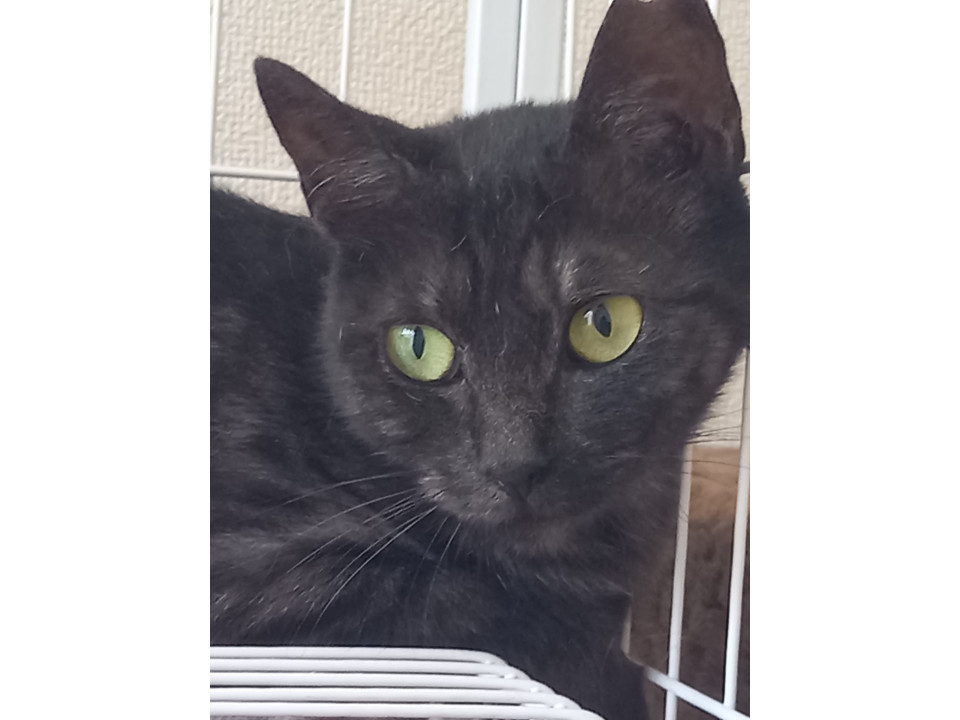 本当は甘えたい黒猫ちゃん