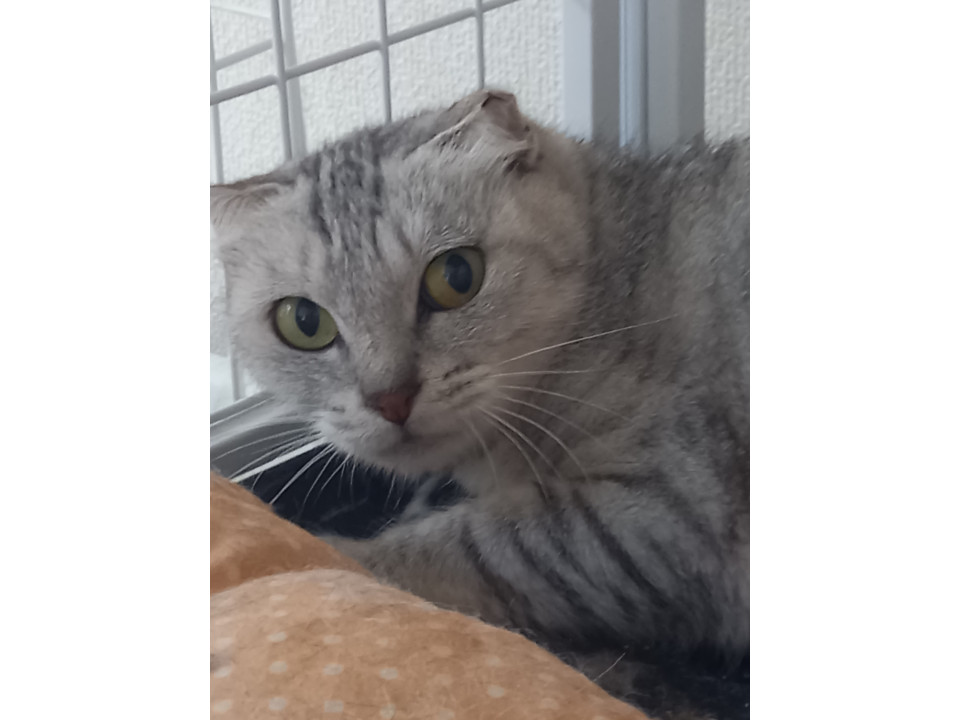 ぬいぐるみのようなサバトラ猫ちゃん