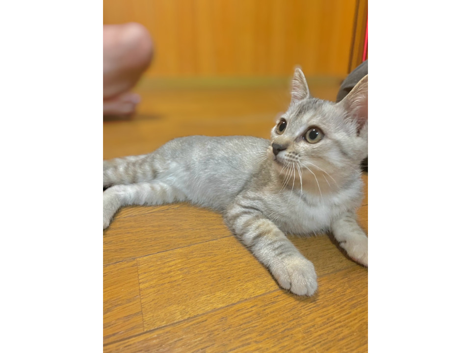 美人でかわいい甘えん坊さんマウイ♡