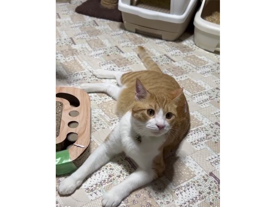 人馴れ抜群の茶白の男の子