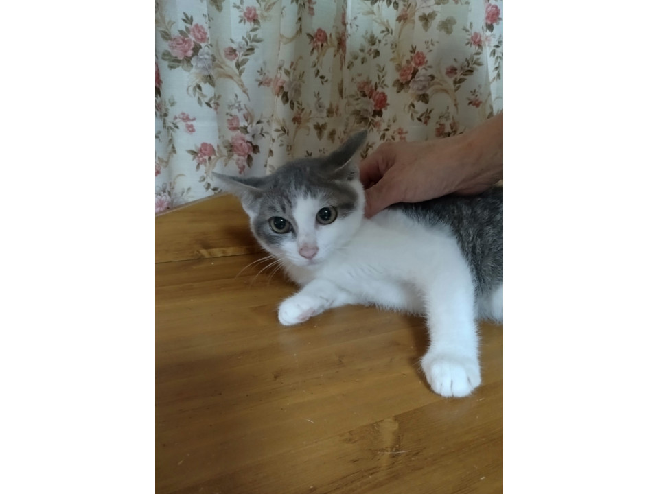 かわいいにわちゃんです