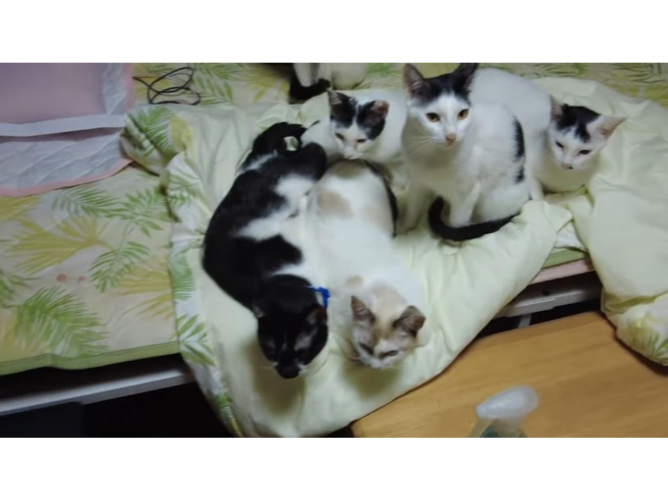 【急募!】41匹の多頭崩壊の猫ちゃん