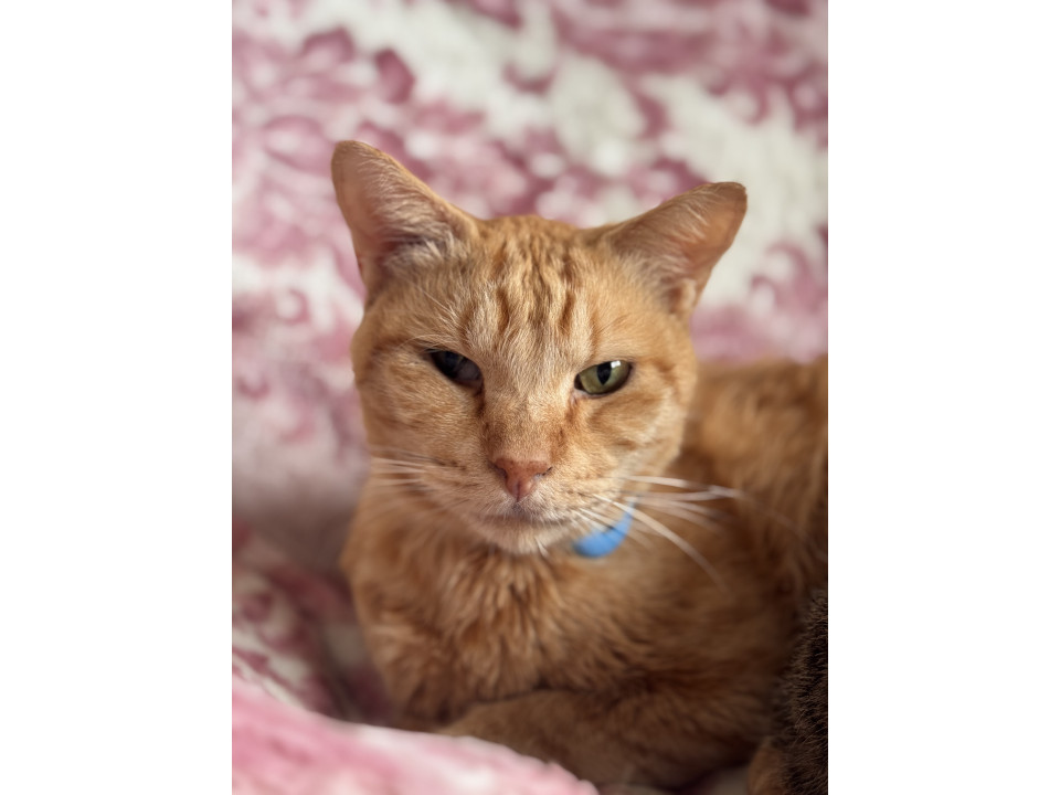 鳴き声が可愛い優しい男の子です