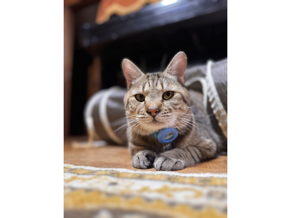 おしゃべり好きな優しい男の子です