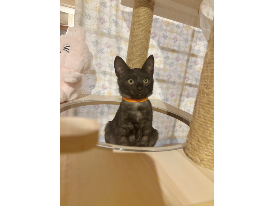 ブラックスモーク4兄妹遊び大好きひじき♡