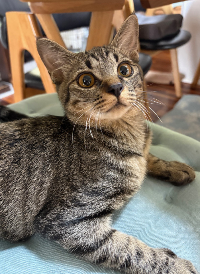 元気なキジトラ男子