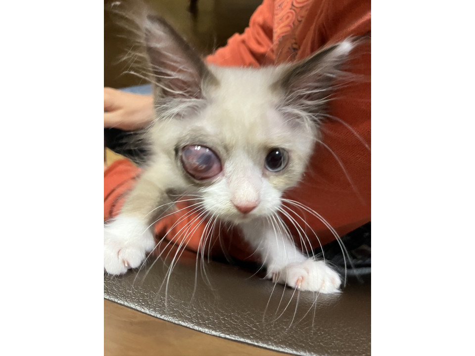 片目は見えなくても元気で賢い子猫