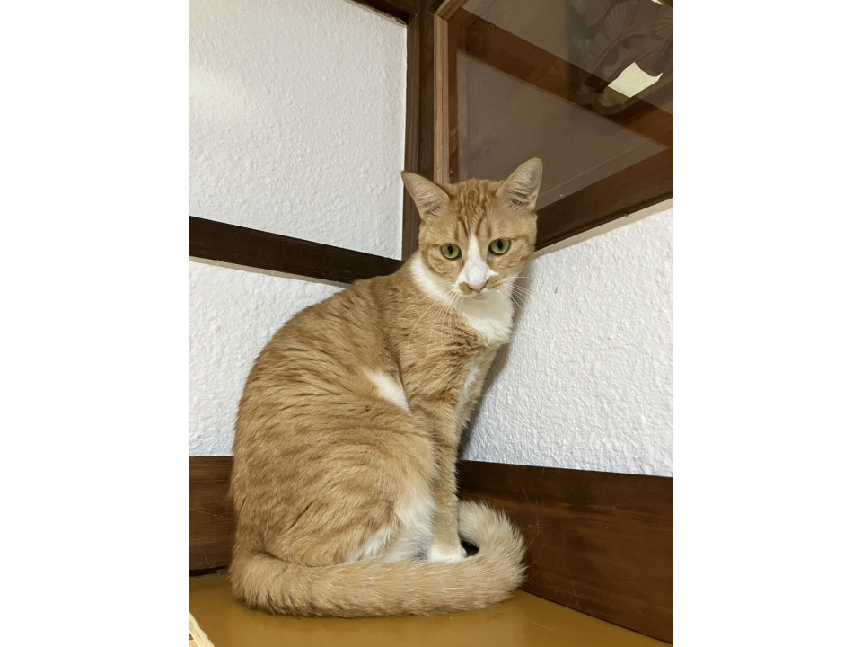 可愛らしい茶白のおんなの子