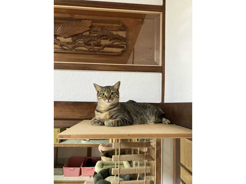 小顔で可愛いセトカちゃん