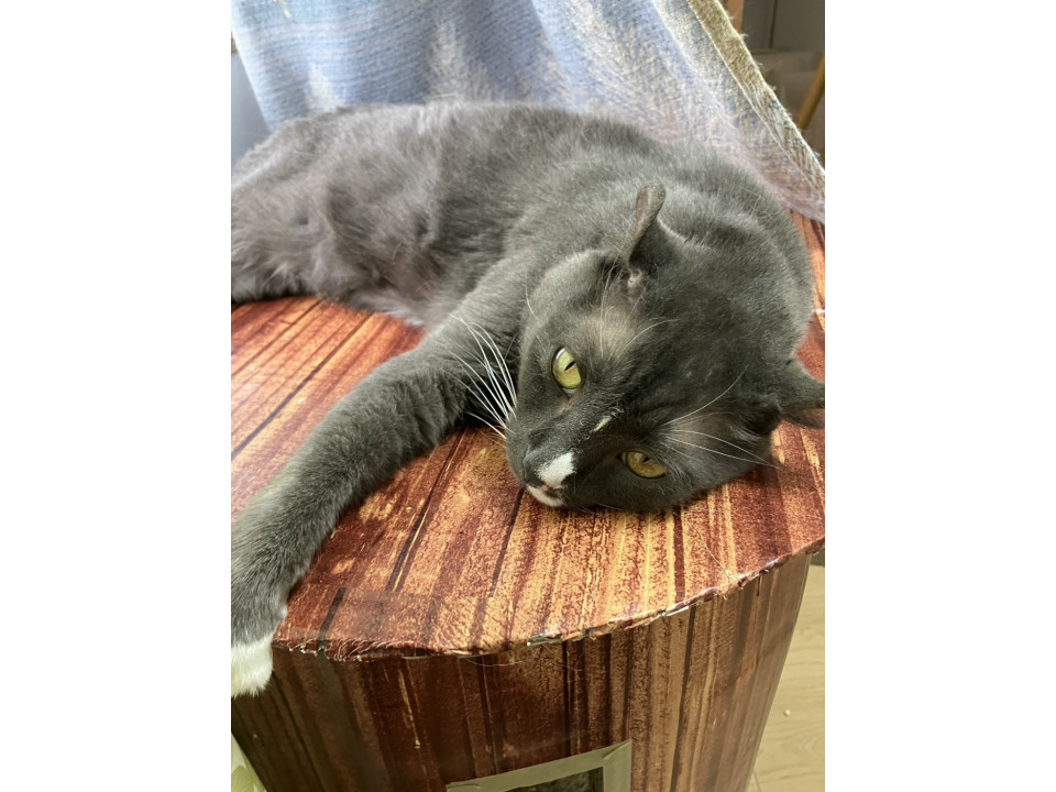 グレー白の可愛いモモコちゃん