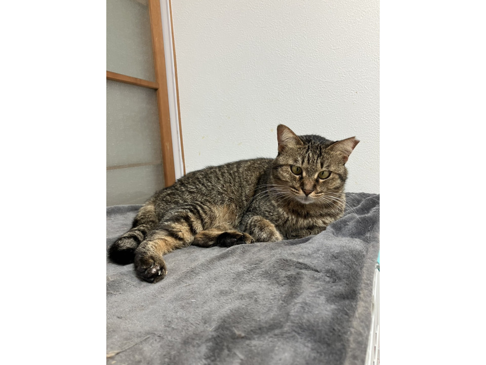 愛嬌たっぷり　ジェシカちゃん