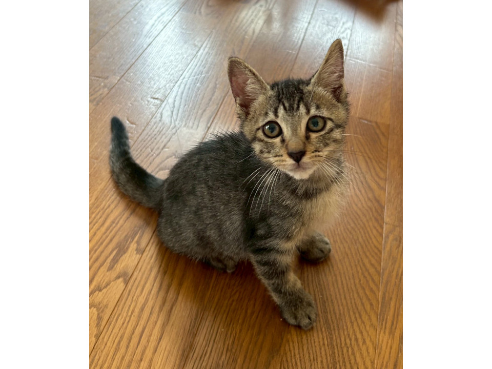 甘えん坊のキジ虎くん