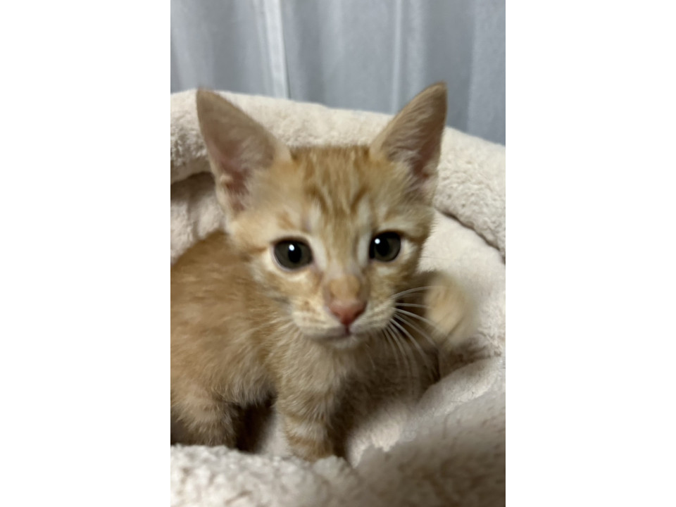 可愛い茶虎のおんなの子