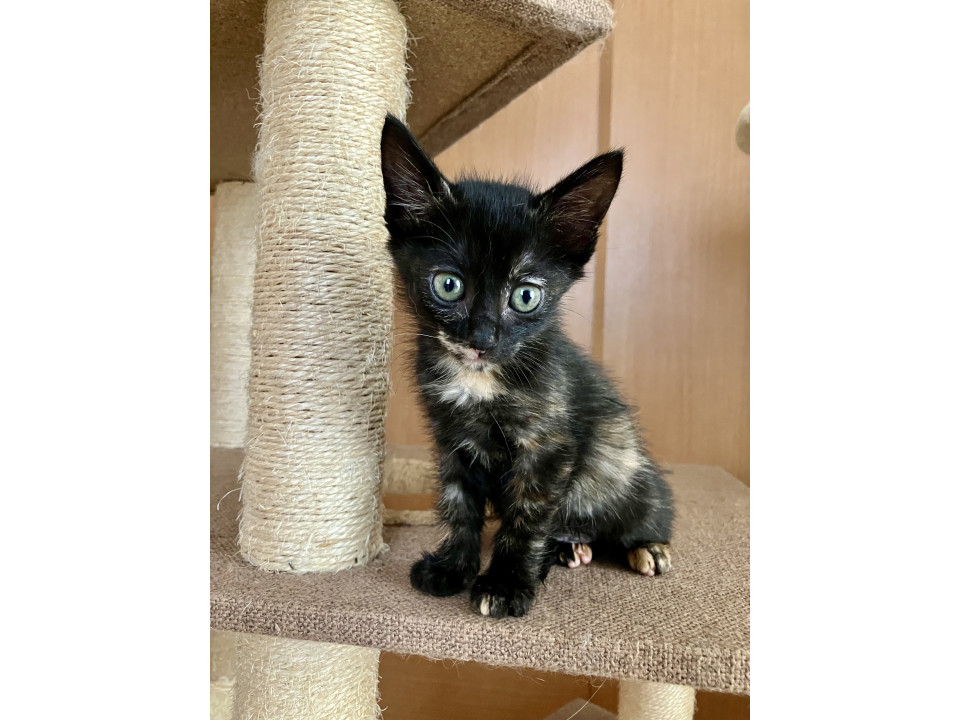 ちいさなサビ猫　サラちゃん