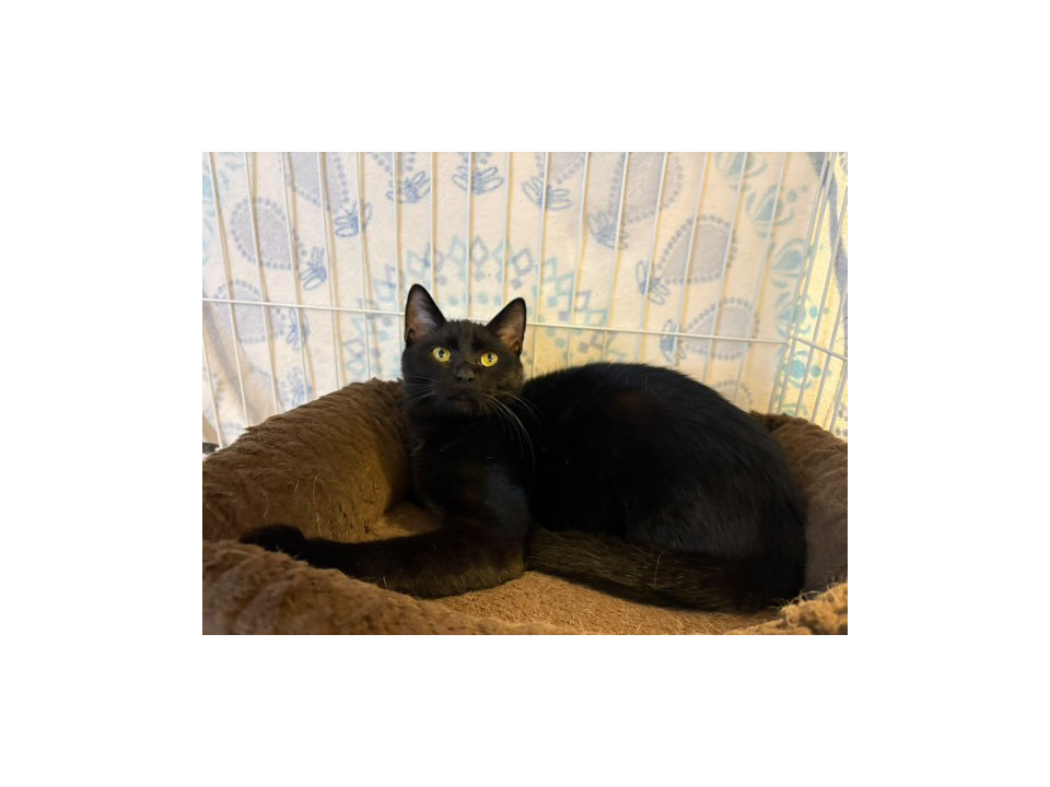 ハンサムな黒猫くん