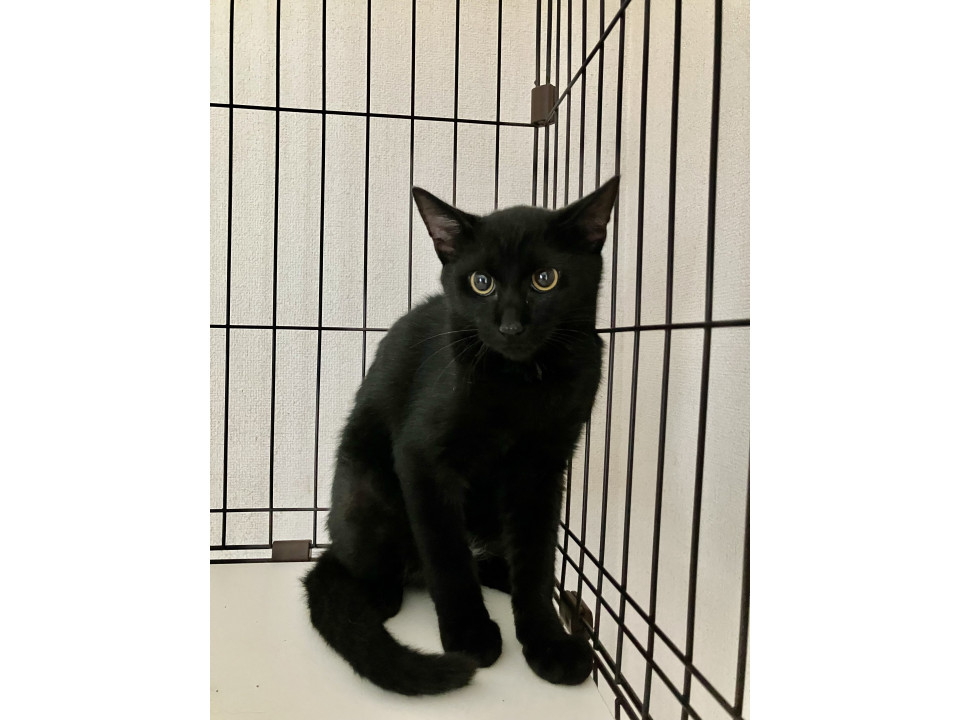 ハンサムな黒猫くん